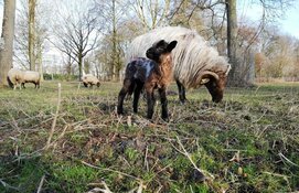 Bijzonder eerste lam voor Stad & Natuur